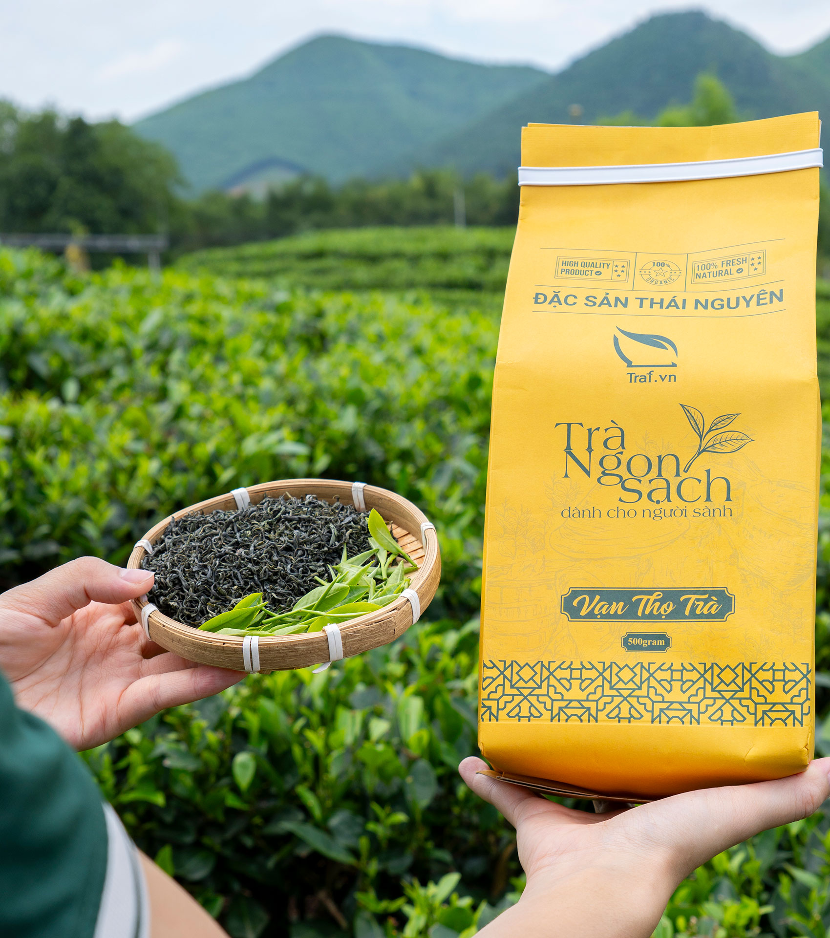 Giống chè – nền tảng của chất lượng