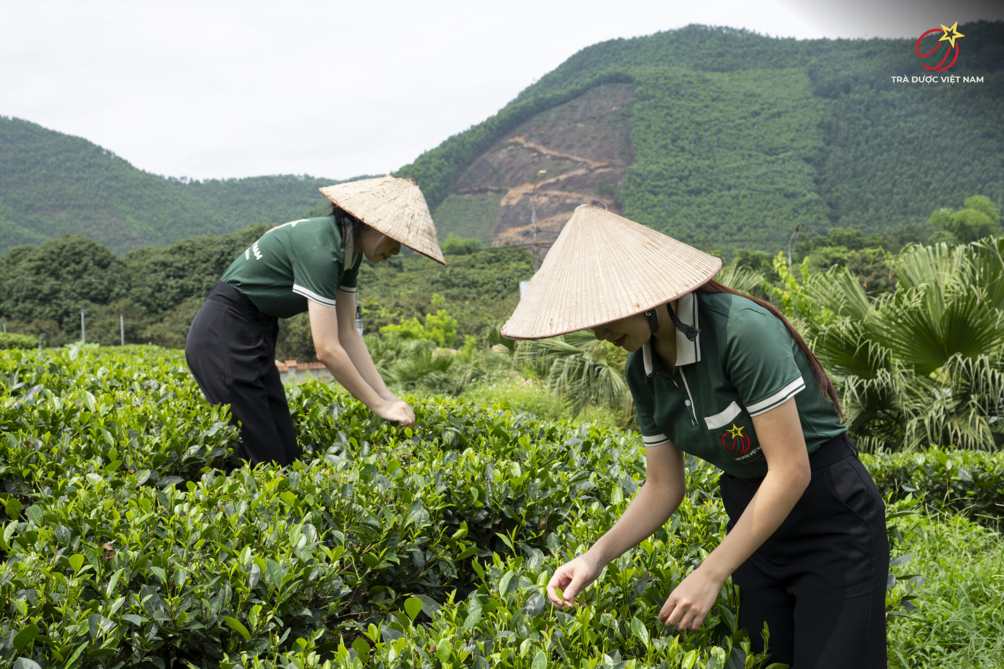 Thời điểm thu hái lý tưởng của chè xanh Thái Nguyên