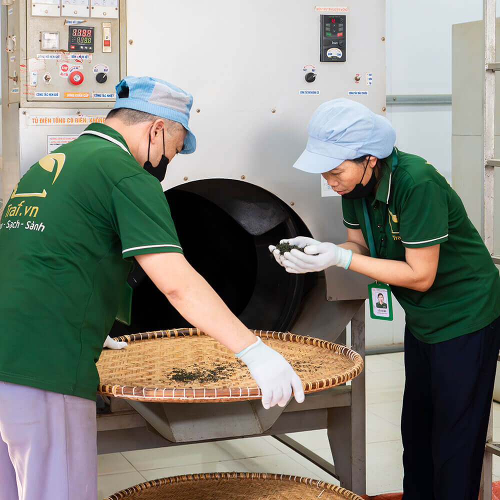 Quy trình chế biến trà xanh Thái Nguyên